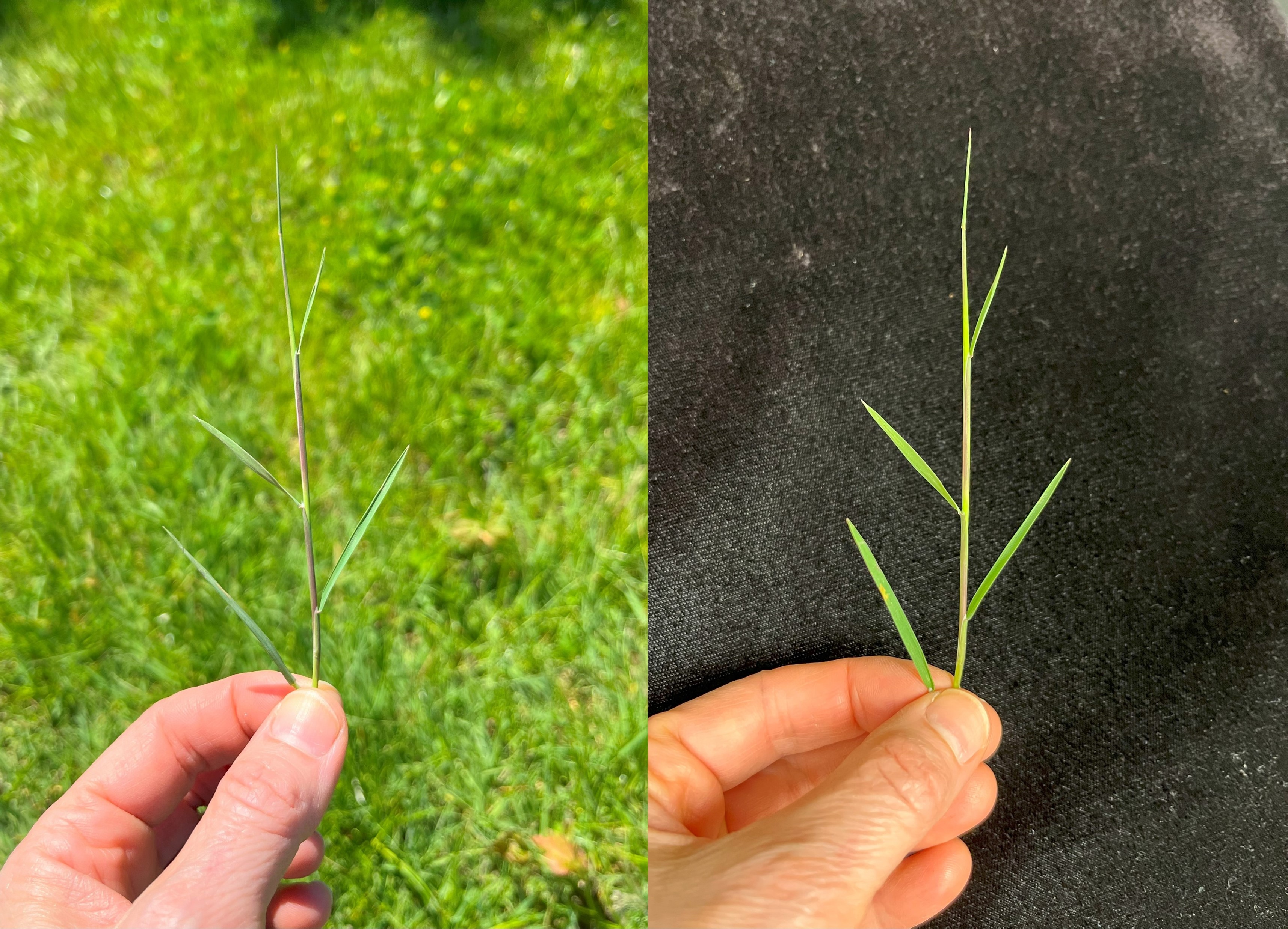 Side by side photos of a hand holding a blade of grass.